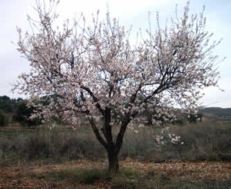 20080308025541-almendro1.jpg