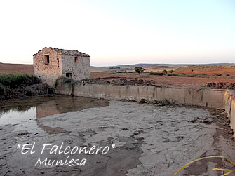 20081026115145-falconerop.jpg